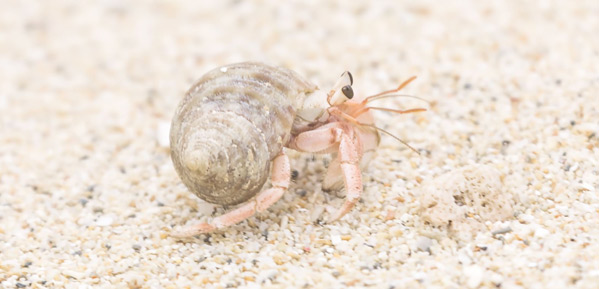 The Secret Hermit Crab Hideout